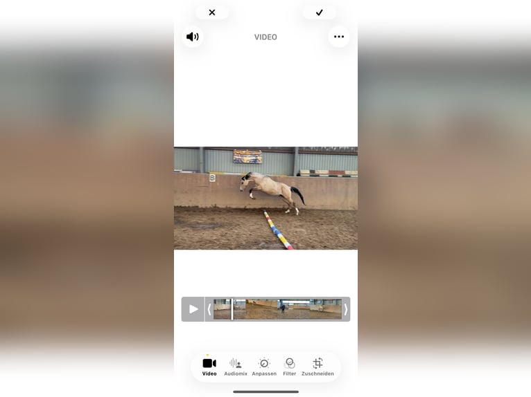 Poney de selle allemand Étalon 2 Ans Buckskin in Achim