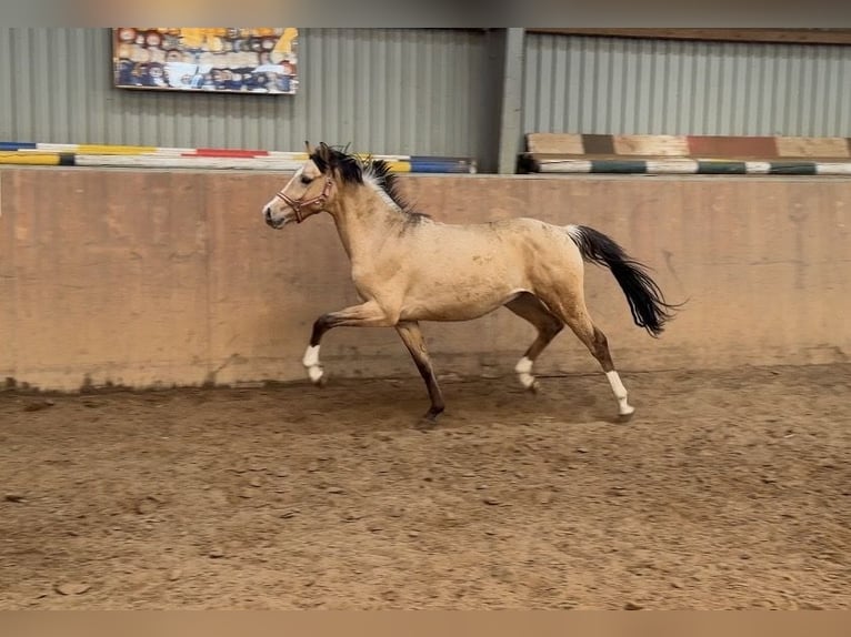 Poney de selle allemand Étalon 2 Ans Buckskin in Achim
