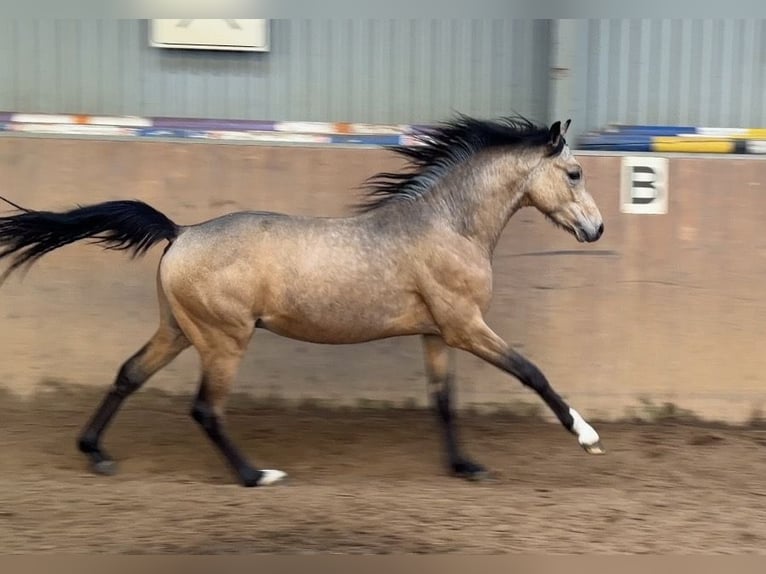Poney de selle allemand Étalon 2 Ans Buckskin in Achim