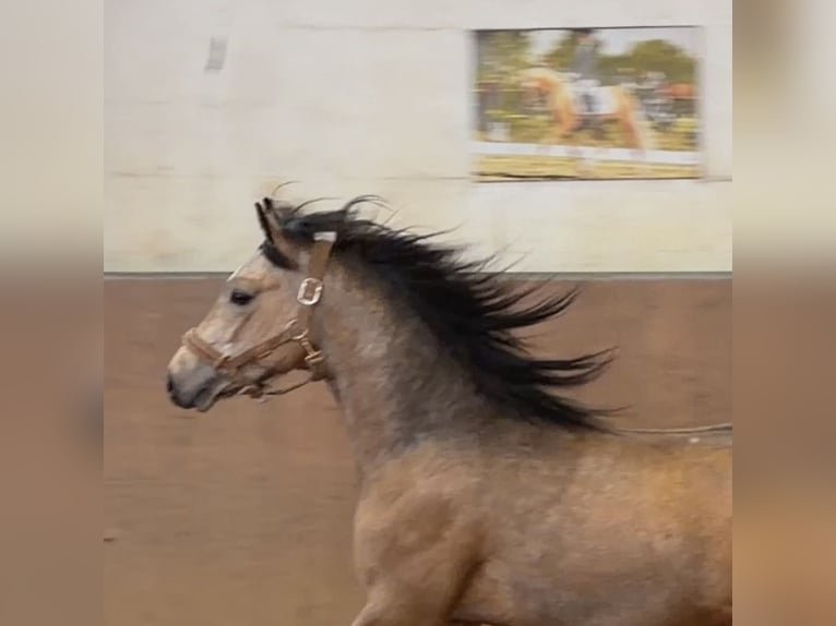 Poney de selle allemand Étalon 2 Ans Buckskin in Achim
