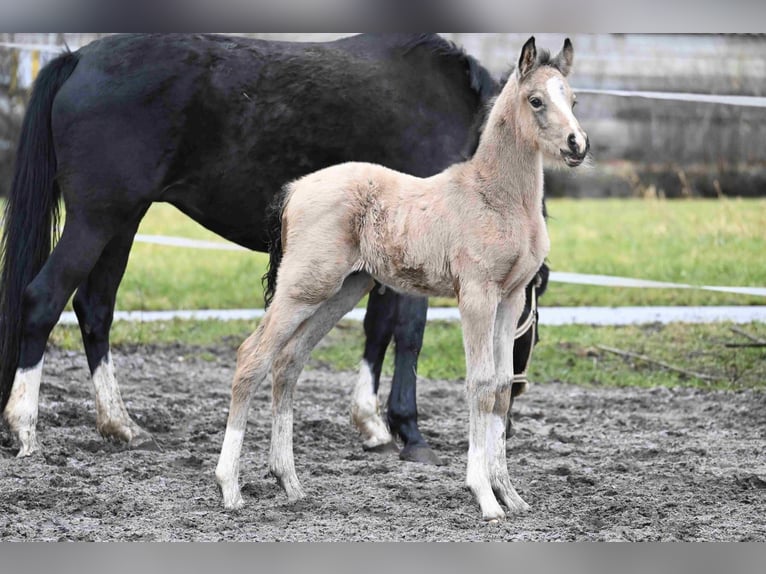 Poney de selle allemand Étalon 2 Ans Buckskin in Weilheim in Oberbayern
