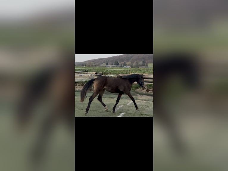 Poney de selle allemand Croisé Étalon 2 Ans Isabelle in Bad Oeynhausen