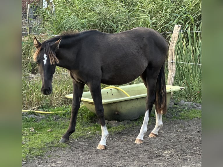 Poney de selle allemand Étalon 2 Ans Noir in BlombergNeuschoo
