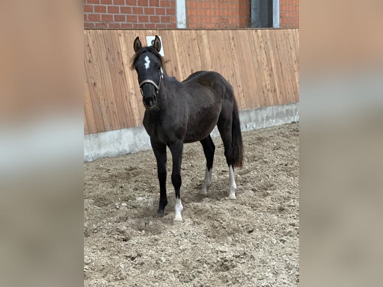 Poney de selle allemand Étalon 2 Ans Noir in BlombergNeuschoo