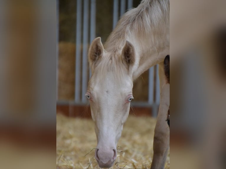 Poney de selle allemand Étalon 2 Ans Perlino in Münster