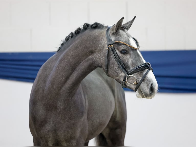 Poney de selle allemand Étalon 3 Ans 137 cm Gris in Marsberg