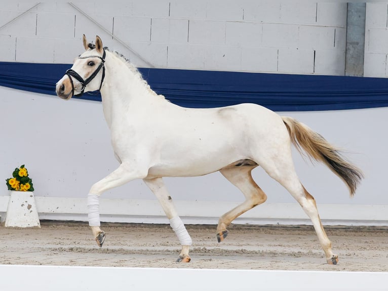 Poney de selle allemand Étalon 3 Ans 137 cm Pinto in Marsberg