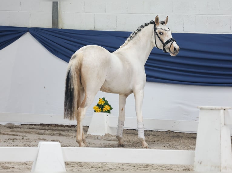 Poney de selle allemand Étalon 3 Ans 137 cm Pinto in Marsberg