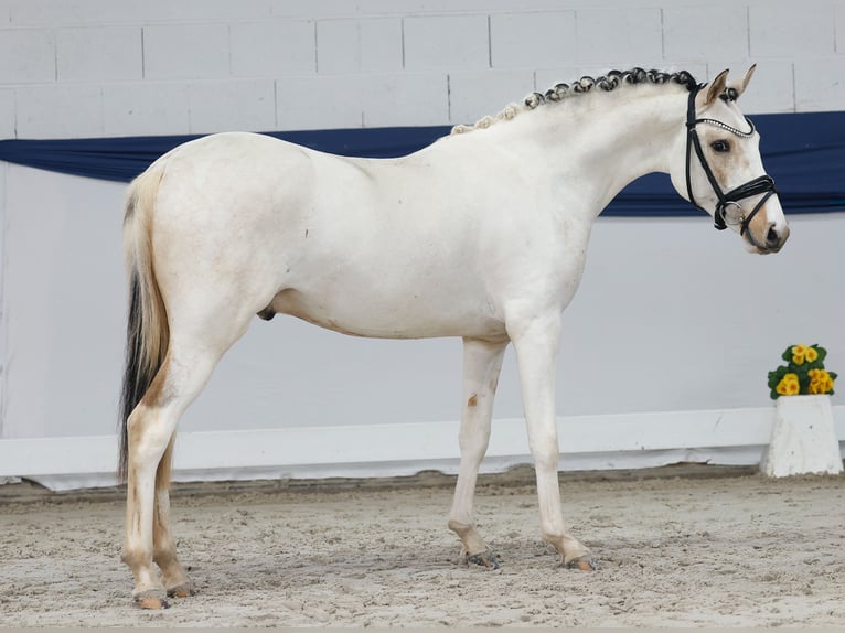 Poney de selle allemand Étalon 3 Ans 137 cm Pinto in Marsberg