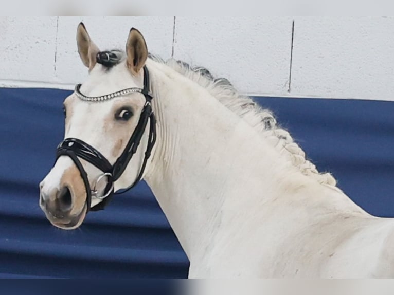 Poney de selle allemand Étalon 3 Ans 137 cm Pinto in Marsberg