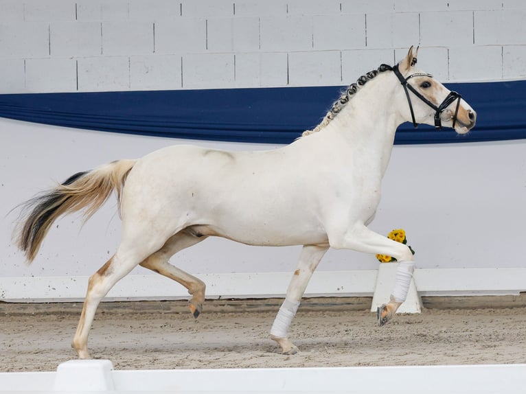 Poney de selle allemand Étalon 3 Ans 137 cm Pinto in Marsberg
