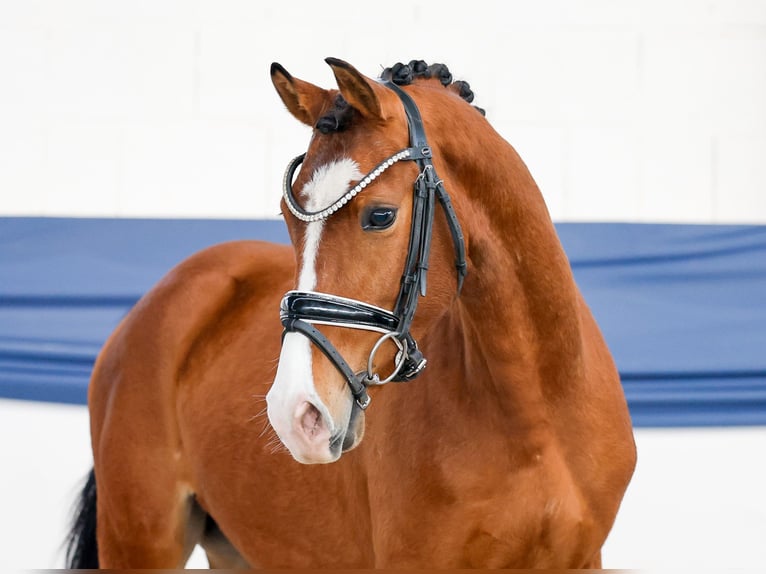 Poney de selle allemand Étalon 3 Ans 140 cm Bai in Marsberg