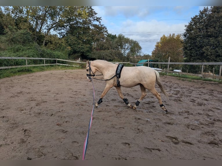 Poney de selle allemand Étalon 3 Ans 140 cm Palomino in Bartow