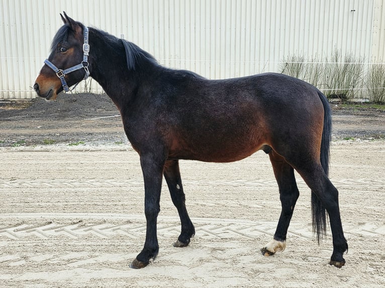 Poney de selle allemand Étalon 3 Ans 142 cm Bai in Einhausen