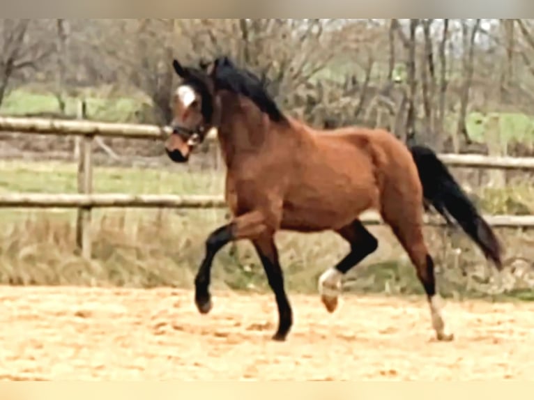 Poney de selle allemand Étalon 3 Ans 142 cm Bai in Borgdorf-Seedorf