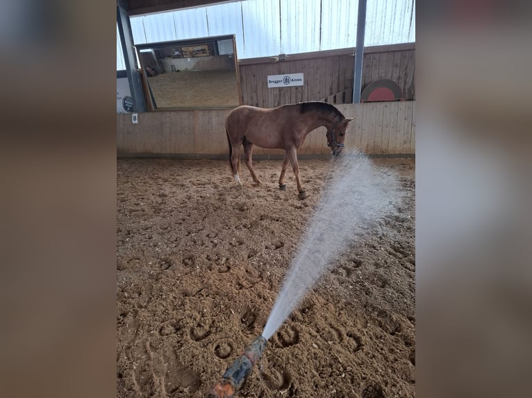 Poney de selle allemand Étalon 3 Ans 144 cm Alezan in Medlingen