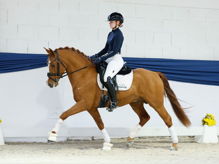 Poney de selle allemand Étalon 3 Ans 144 cm Alezan in Marsberg Poney de selle allemand Étalon 3 Ans 144 cm Alezan in Marsberg