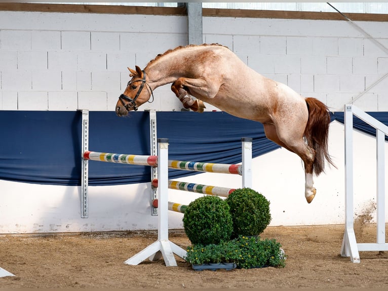 Poney de selle allemand Étalon 3 Ans 144 cm Aubère in Marsberg