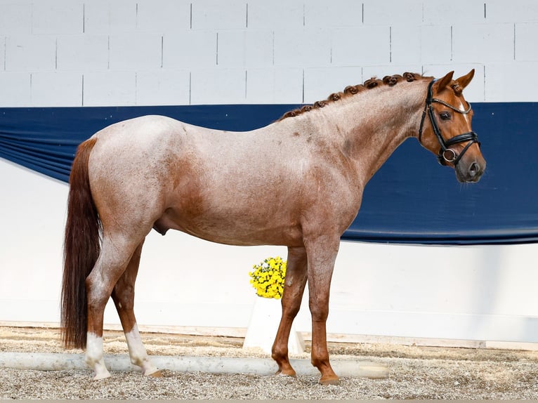 Poney de selle allemand Étalon 3 Ans 144 cm Aubère in Marsberg