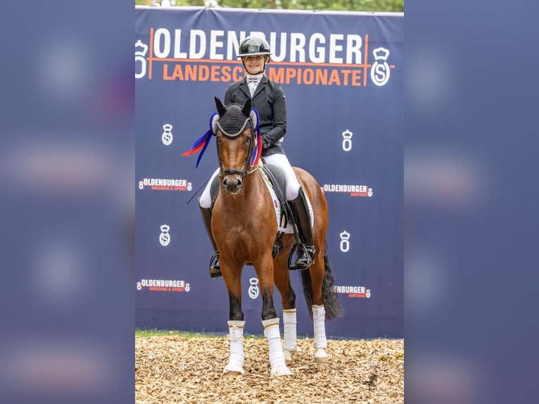 Poney de selle allemand Étalon 3 Ans 144 cm Bai in Neuenkirchen-Vörden