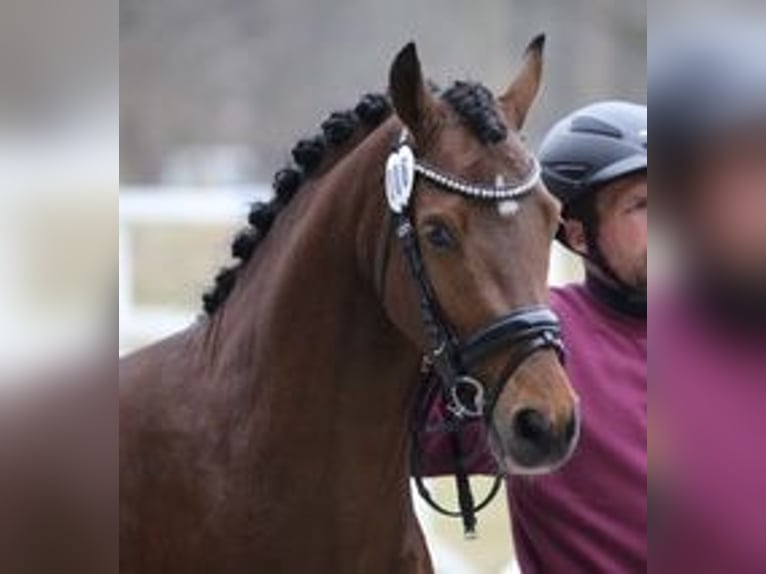 Poney de selle allemand Étalon 3 Ans 144 cm Bai in Goldau