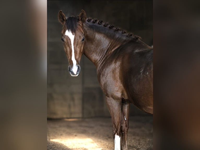 Poney de selle allemand Étalon 3 Ans 145 cm Alezan brûlé in Arnstein