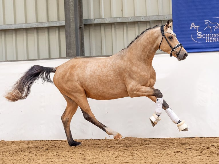 Poney de selle allemand Étalon 3 Ans 145 cm Buckskin in Bedburg