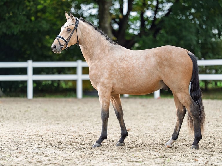 Poney de selle allemand Étalon 3 Ans 145 cm Buckskin in Bedburg