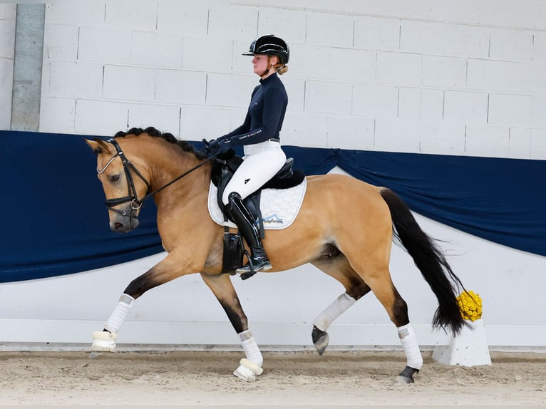 Poney de selle allemand Étalon 3 Ans 145 cm Isabelle in Marsberg