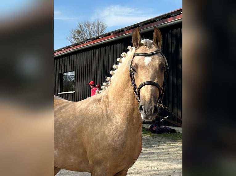 Poney de selle allemand Étalon 3 Ans 145 cm Palomino in Frankenberg (Eder)