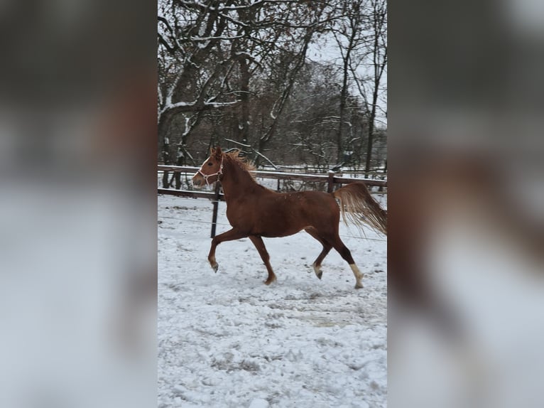 Poney de selle allemand Étalon 3 Ans 146 cm Alezan brûlé in Vienenburg