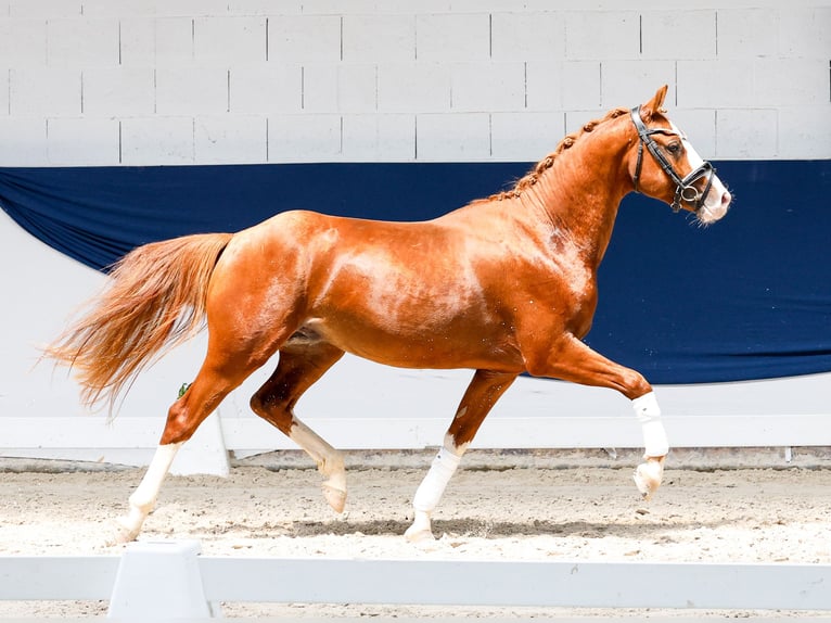 Poney de selle allemand Étalon 3 Ans 146 cm Alezan in Marsberg