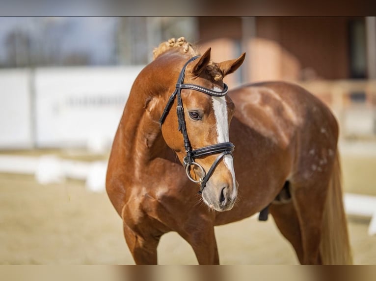 Poney de selle allemand Étalon 3 Ans 146 cm Alezan in Esens