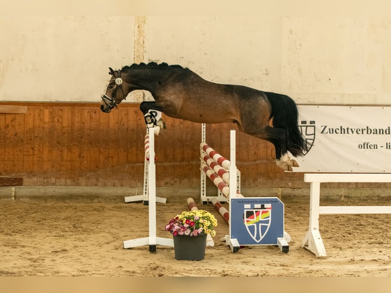 Poney de selle allemand Étalon 3 Ans 146 cm Buckskin in Ahrensburg