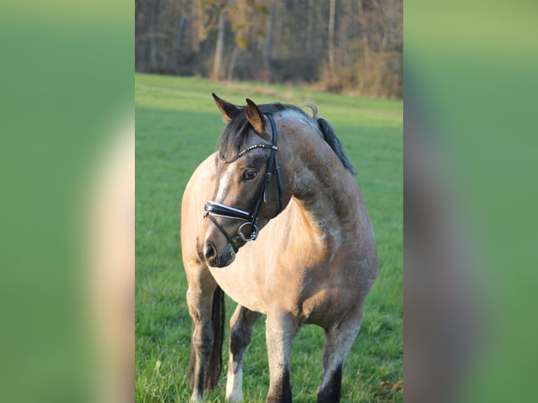 Poney de selle allemand Étalon 3 Ans 146 cm  in Gebroth