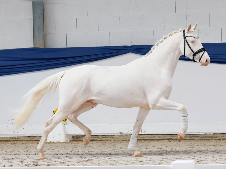 Poney de selle allemand Étalon 3 Ans 146 cm Cremello in Marsberg