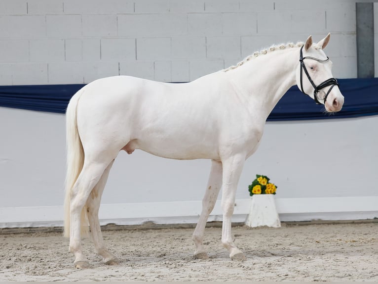Poney de selle allemand Étalon 3 Ans 146 cm Cremello in Marsberg