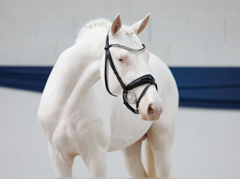 Poney de selle allemand Étalon 3 Ans 146 cm Cremello in Marsberg