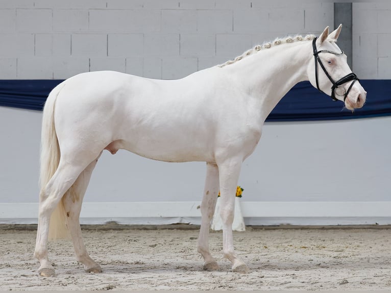 Poney de selle allemand Étalon 3 Ans 146 cm Cremello in Marsberg