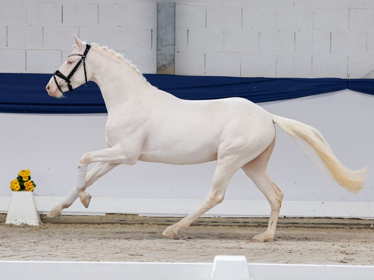 Poney de selle allemand Étalon 3 Ans 146 cm Cremello in Marsberg