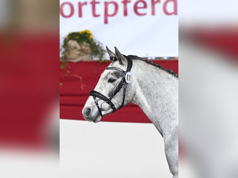 Poney de selle allemand Étalon 3 Ans 146 cm Gris in Gomadingen