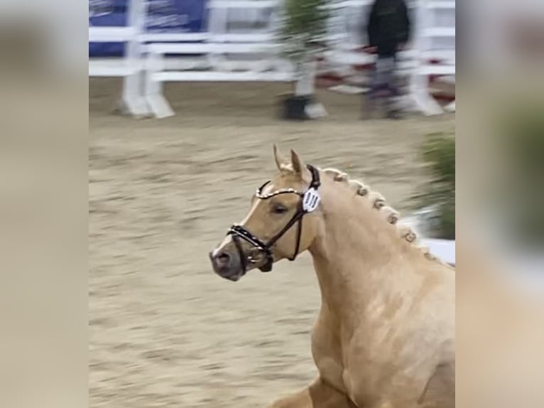 Poney de selle allemand Étalon 3 Ans 146 cm Palomino in Achim