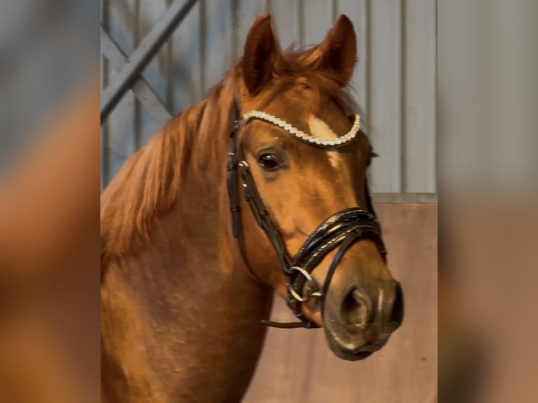 Poney de selle allemand Étalon 3 Ans 147 cm Alezan brûlé in Achim