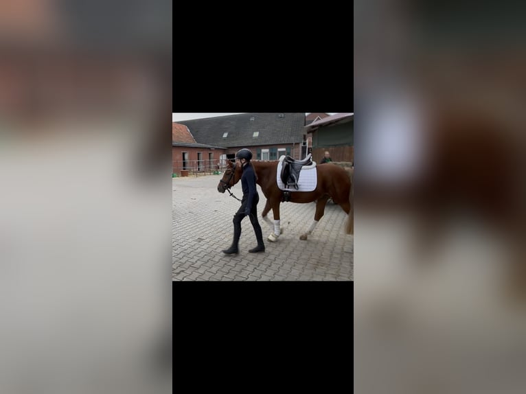 Poney de selle allemand Étalon 3 Ans 147 cm Alezan in Telgte