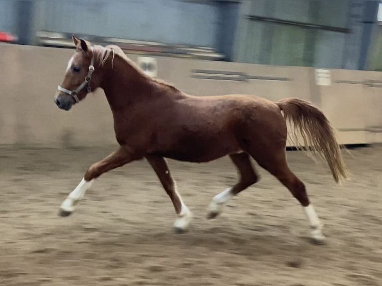 Poney de selle allemand Étalon 3 Ans 147 cm Alezan in Achim