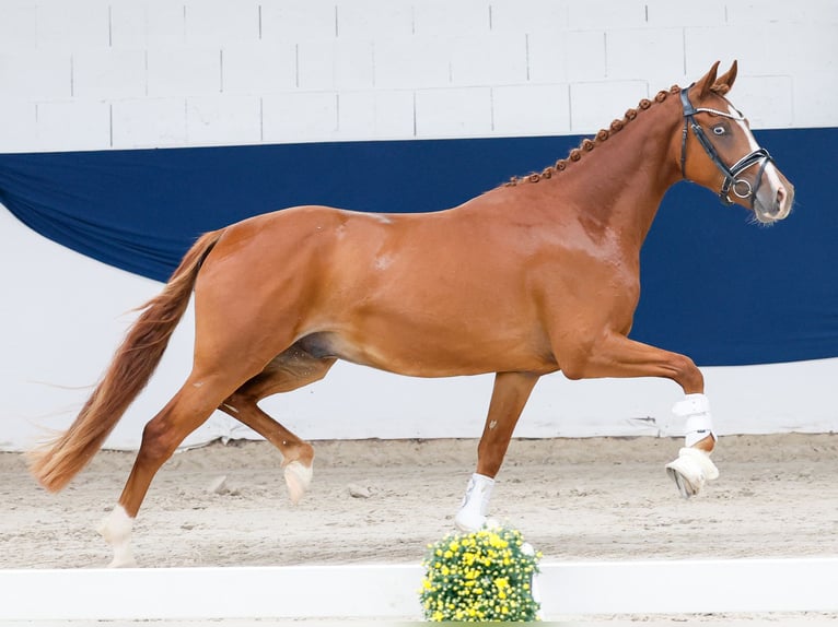 Poney de selle allemand Étalon 3 Ans 147 cm Alezan in Marsberg