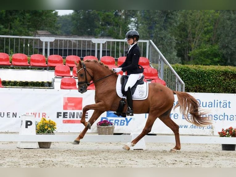 Poney de selle allemand Étalon 3 Ans 147 cm Alezan in Vettweiß