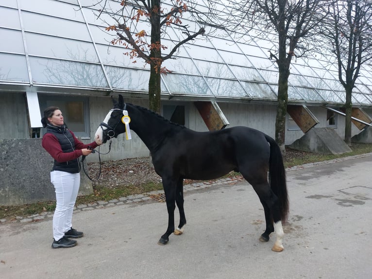 Poney de selle allemand Étalon 3 Ans 147 cm Bai brun in Brunsbüttel