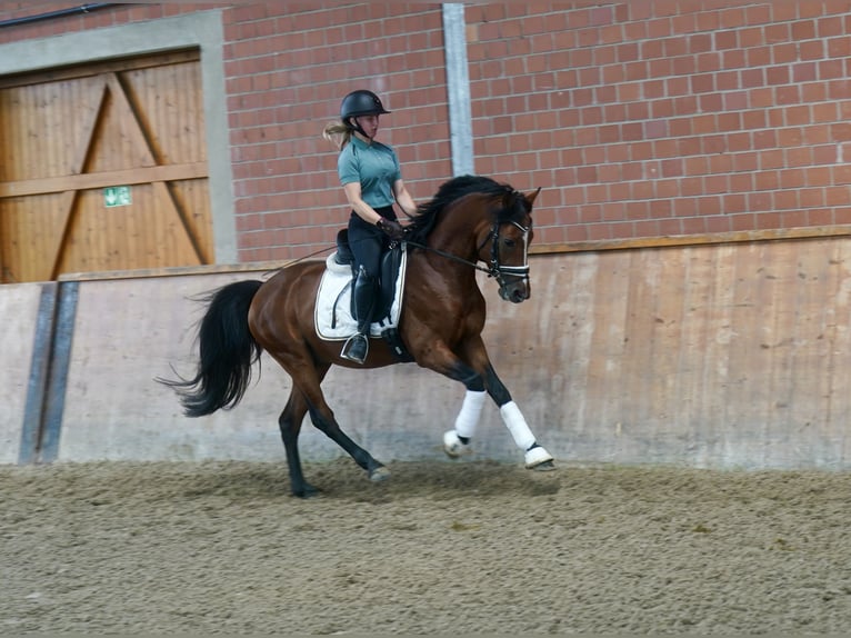 Poney de selle allemand Étalon 3 Ans 147 cm Bai in Paderborn