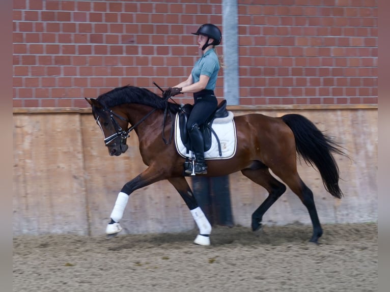 Poney de selle allemand Étalon 3 Ans 147 cm Bai in Paderborn